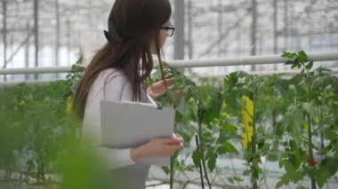 Kadın tarım uzmanı seradaki yeşil bitkileri inceliyor. Çiçeklerle birlikte yavaşça ilerler, dikkatlice domates filizlerine bakar ve bilgi toplar.