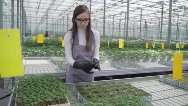 女农学家研究温室中的绿色植物。 她慢慢地与植物一起排成行，细心地观察着幼小的西红柿幼苗，并整理信息 — 图库视频影像
