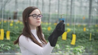 Kadın tarım uzmanı seradaki yeşil bitkileri inceliyor. Çiçeklerle birlikte yavaşça ilerler, dikkatlice domates filizlerine bakar ve bilgi toplar.