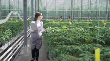 Kadın tarım uzmanı seradaki yeşil bitkileri inceliyor. Çiçeklerle birlikte yavaşça ilerler, dikkatlice domates filizlerine bakar ve bilgi toplar.
