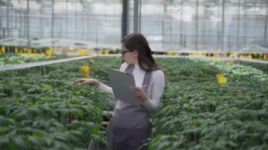 Kadın tarım uzmanı seradaki yeşil bitkileri inceliyor. Çiçeklerle birlikte yavaşça ilerler, dikkatlice domates filizlerine bakar ve bilgi toplar.