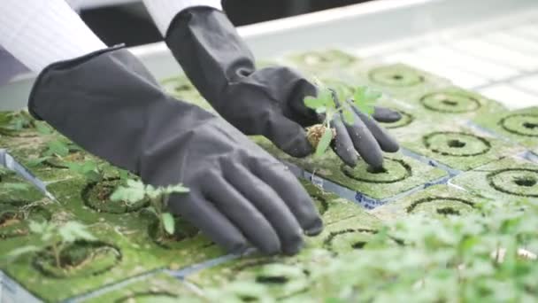 Vrouwelijke landbouwkundige onderzoekt groene planten in de kas. Ze beweegt langzaam langs rij met planten, zorgvuldig kijkt naar jonge zaailingen van tomaten en fixes informatie — Stockvideo