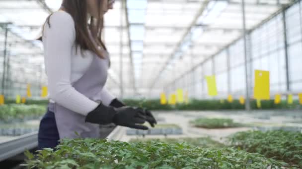 女性農学者は温室内の緑の植物を調べる。彼女はゆっくりと植物と一緒に動き、トマトの若い苗について慎重に考え、情報を修正します — ストック動画