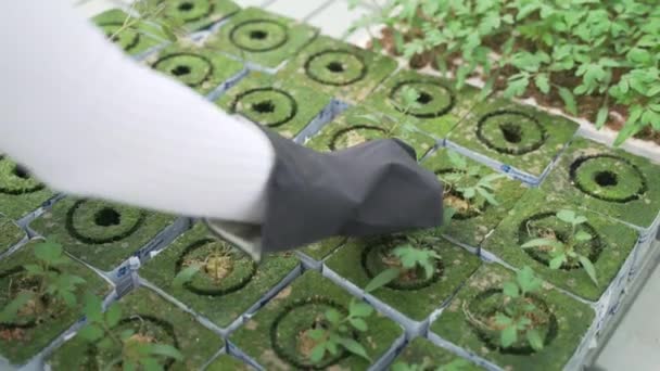女性農学者は温室内の緑の植物を調べる。彼女はゆっくりと植物と一緒に動き、トマトの若い苗について慎重に考え、情報を修正します — ストック動画