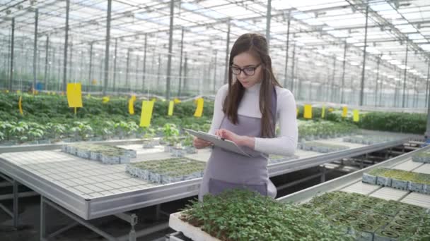 Γυναίκα γεωπόνος εξετάζει πράσινα φυτά στο θερμοκήπιο. Κινείται αργά κατά μήκος της σειράς με τα φυτά, προσεκτικά όσον αφορά τα νεαρά φυτά της τομάτας και καθορίζει τις πληροφορίες — Αρχείο Βίντεο