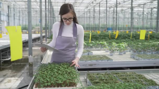Kadın tarım uzmanı seradaki yeşil bitkileri inceliyor. Çiçeklerle birlikte yavaşça ilerler, dikkatlice domates filizlerine bakar ve bilgi toplar. — Stok video