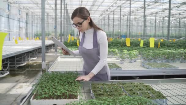 Mujer agrónoma examina las plantas verdes en invernadero. Poco a poco se mueve a lo largo de la fila con las plantas, mira con cuidado las plántulas jóvenes de los tomates y fija la información — Vídeo de stock