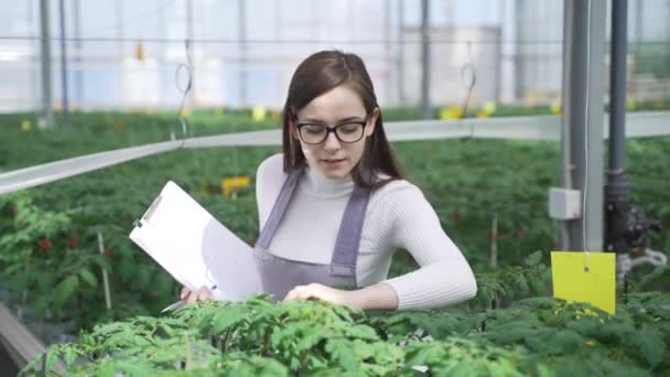 Mujer agrónoma examina las plantas verdes en invernadero. Poco a poco se mueve a lo largo de la fila con las plantas, mira con cuidado las plántulas jóvenes de los tomates y fija la información — Vídeo de stock