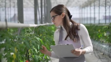Agronomist yeni domates fidelerinin dikimi izler. Cucmber serada yürüyen ve veri yazmada kadın agronomist.