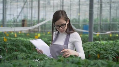 Agronomist yeni domates fidelerinin dikimi izler. Cucmber serada yürüyen ve veri yazmada kadın agronomist.