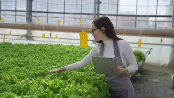 Tuinman pakt een enkele cartridge met zaailingen van sla. Professional verhoogt de pot met spruiten naar de ooghoogte en beoordeelt de groei van de plant in de kas condities. — Stockvideo