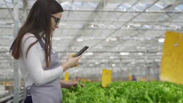 Výzkumný pracovník hovoří na telefonním hovoru ve skleníku. Zemědělský inženýr pracující ve skleníku. Zelený salát. — Stock video