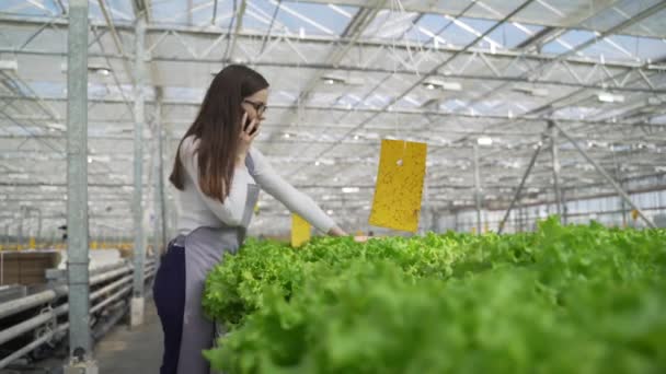 Chercheur parle au téléphone standinh dans la serre. Ingénieur agricole travaillant en serre. Salade verte . — Video