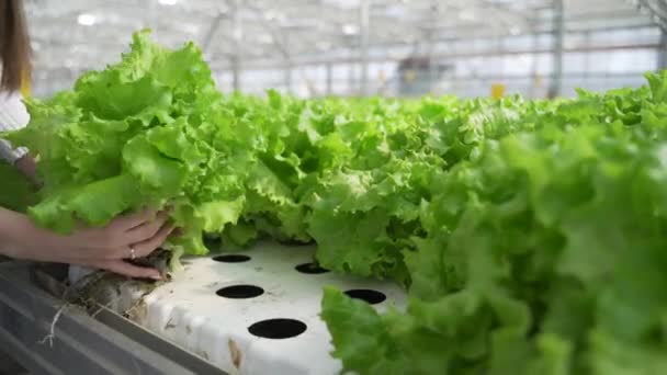 Jardineiro pega um único cartucho com mudas de alface. Profissional levanta o pote com brotos para o nível dos olhos e avalia o crescimento da planta em condições de estufa . — Vídeo de Stock