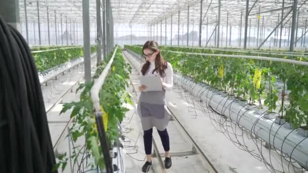 Agronomiste surveille la plantation de nouveaux semis de tomates. Femme agronome marchant à travers cucmber serre et écrire des données . — Video