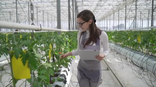 Agrónomo supervisa la plantación de nuevas plántulas de tomate. Agrónoma femenina caminando a través de invernadero cúbico y escribiendo datos . — Vídeo de stock