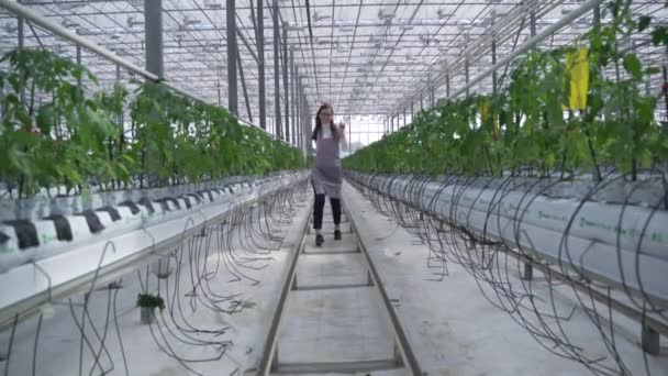 Agrónomo supervisa la plantación de nuevas plántulas de tomate. Agrónoma femenina caminando a través de invernadero cúbico y escribiendo datos . — Vídeos de Stock