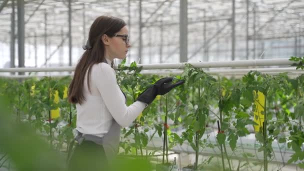 Agrónomo supervisa la plantación de nuevas plántulas de tomate. Agrónoma femenina caminando a través de invernadero cúbico y escribiendo datos . — Vídeos de Stock