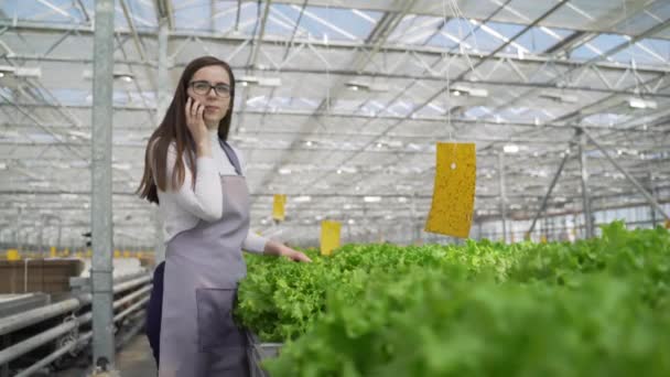 Växande gröna sallader och grönsaker i växthuset. Hydroponics växer i ett växthus. Trädgårdsmästaren skriver Agriculturist data om växternas tillväxt. — Stockvideo