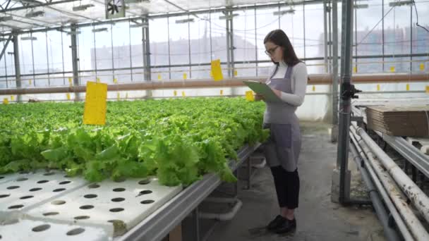 Cultivando ensaladas verdes y verduras en el invernadero. Hydroponics está creciendo en un invernadero. El jardinero, el agricultor escribe datos sobre el crecimiento de las plantas . — Vídeo de stock
