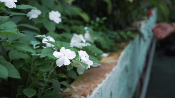 植物の世話をする温室の庭師. — ストック動画