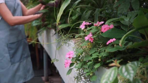 Tuinman in de kas verzorging voor planten. — Stockvideo