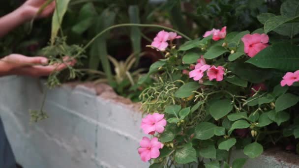 Κηπουρός στο θερμοκήπιο φροντίδα για τα φυτά. — Αρχείο Βίντεο