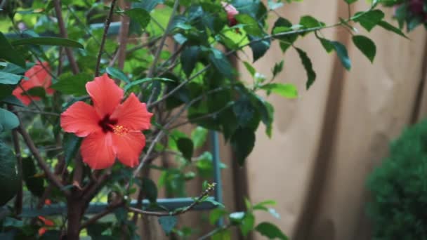Joven florista empresario disfruta de las flores florecen en mi invernadero . — Vídeos de Stock