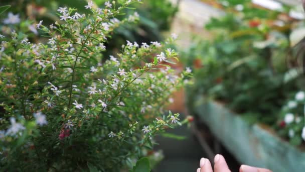 Ung entreprenör florist åtnjuter blommorna blommar i mitt växthus. — Stockvideo