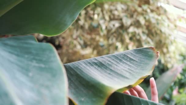 Giovane fiorista imprenditore gode i fiori fioriscono nella mia serra . — Video Stock