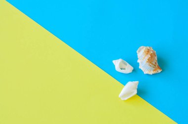 Çift ton baclground üzerinde üç deniz kabuklarını. Kopya alanı. 