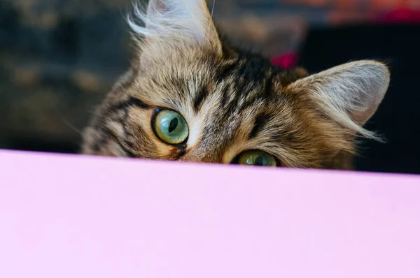 Симпатичная Кошка Смотрит Задний План Закрыть — стоковое фото