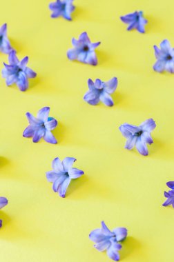 Menekşe yaprakları sarı bir arka plan üzerine sümbül çiçek. Üstten Görünüm ve kare görüntü.