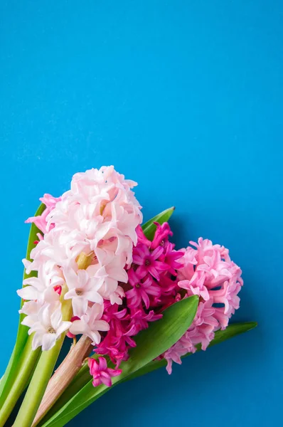 Bukiet Kwiatów Niebieskim Tle Hiacynt Różne Kolory — Zdjęcie stockowe