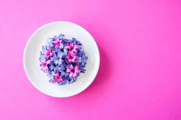 Gruppe Von Violetten Und Magentafarbenen Blütenblättern Der Hyazinthe Auf Magentafarbenem — Stockfoto