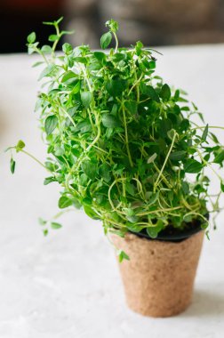 Ev Bahçe concept. Bir tencerede taze ev büyüme kekik. Yakın çekim. Tonda. Seçici odak.