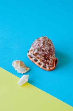 Çift ton baclground üzerinde üç deniz kabuklarını. Kopya alanı.