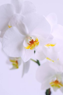 Beyaz orkide çiçek kapatın. Tonda.