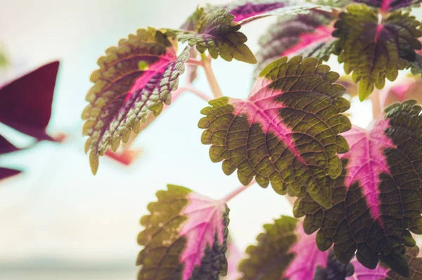 Kırmızı Yeşil Coleus Bitki Yapraklarının Kapatın Tonda — Stok fotoğraf