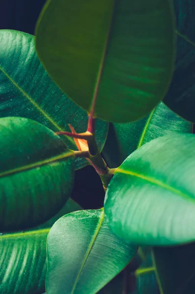 Yeşil Ficus Bitki Kapatın Tonda — Stok fotoğraf