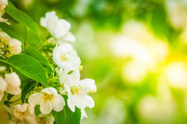 Elma ağacı çiçeği kapatın. Güneşli arka plan bulanık. Tonda. Kopya alanı.