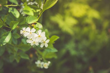 Kiraz çiçeği kapatın. Genç çiçek. Arka plan bulanık. Tonda. Kopya alanı