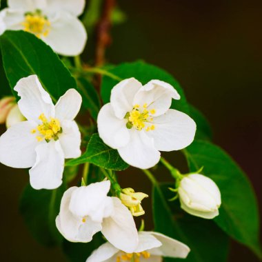 Elma ağacı çiçeği kapatın. Arka plan bulanık. Tonda. Kare görüntü