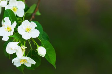 Elma ağacı çiçeği kapatın. Güneşli arka plan bulanık. Tonda. Kopya alanı.