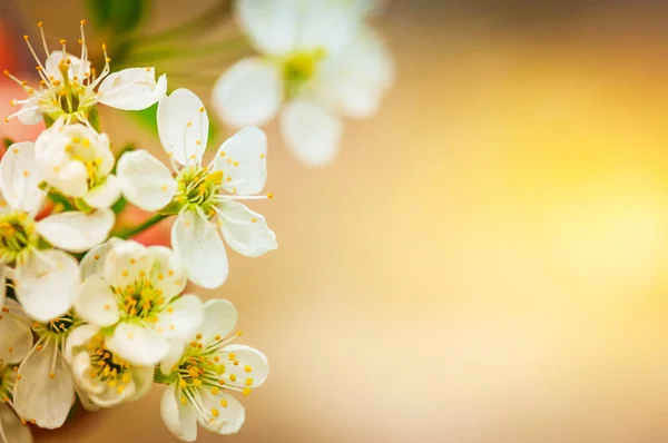 Třešňový Květ Zblízka Mladé Květy Rozmazané Pozadí Tónovaný Kopírovat Prostor — Stock fotografie