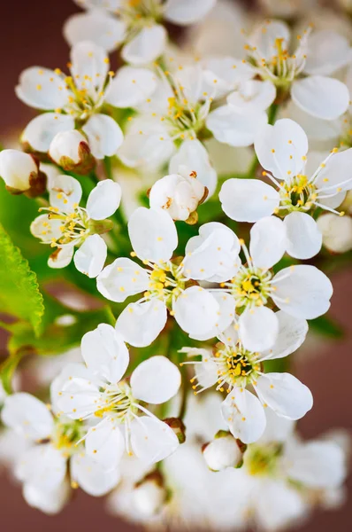 Třešňový Květ Zblízka Mladé Květy Rozmazané Pozadí — Stock fotografie