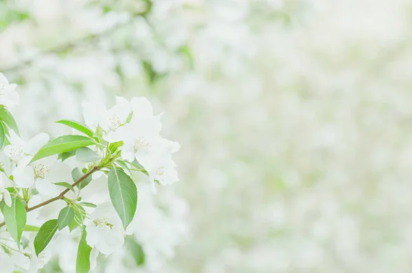 Pozadí Bílé Krásné Kvetoucí Apple Tree Brunche Jarní Zahradě Detailní — Stock fotografie