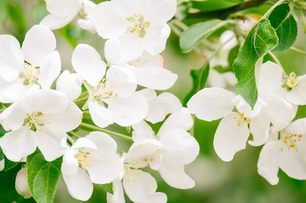 Sfondo Bianco Bel Brunch Albero Mele Fiore Nel Giardino Primaverile — Foto Stock