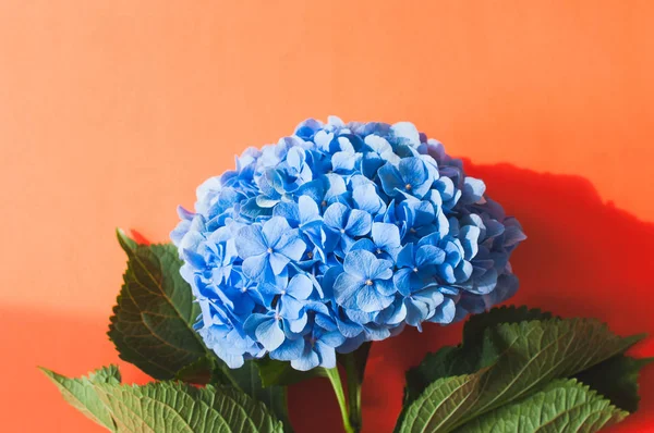 Bovenaanzicht Van Hydrangea Hortensia Een Oranje Achtergrond Kopiëren Van Ruimte — Stockfoto