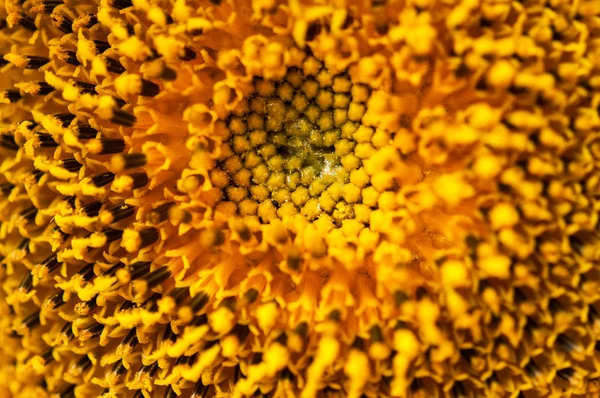 पीला सूरजमुखी फूल, पवित्र ज्यामिति बंद करें — स्टॉक फ़ोटो, इमेज